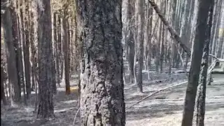 Насред овъглените гори на Пирин камера улови... Видео