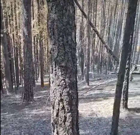 Насред овъглените гори на Пирин камера улови... Видео
