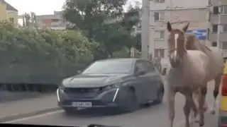 Необичайна гледка в столичния квартал „Люлин“ в ранни зори, по пътя тръгнаха... Снимки