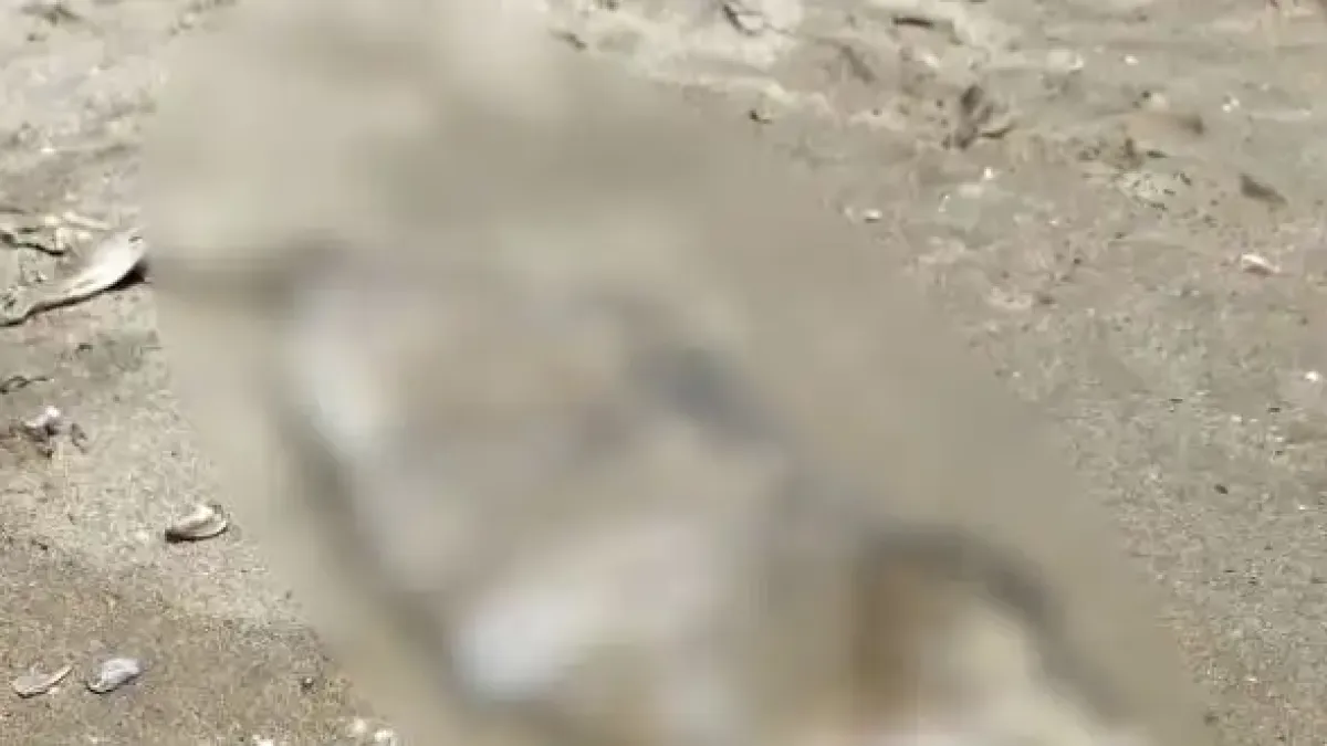 Труп на плажа потресе туристите в Приморско