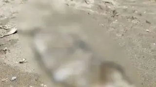Труп на плажа потресе туристите в Приморско