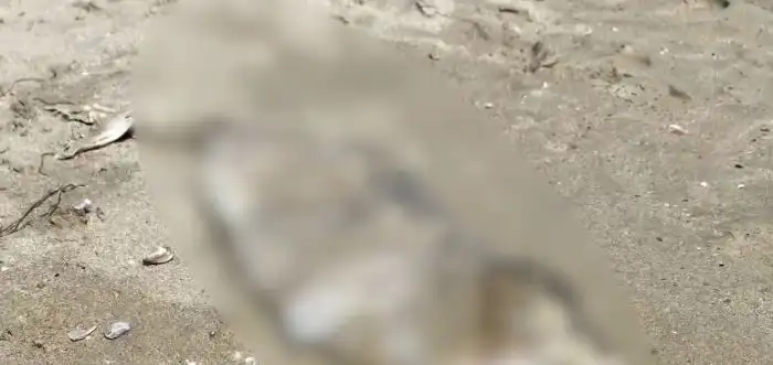 Труп на плажа потресе туристите в Приморско