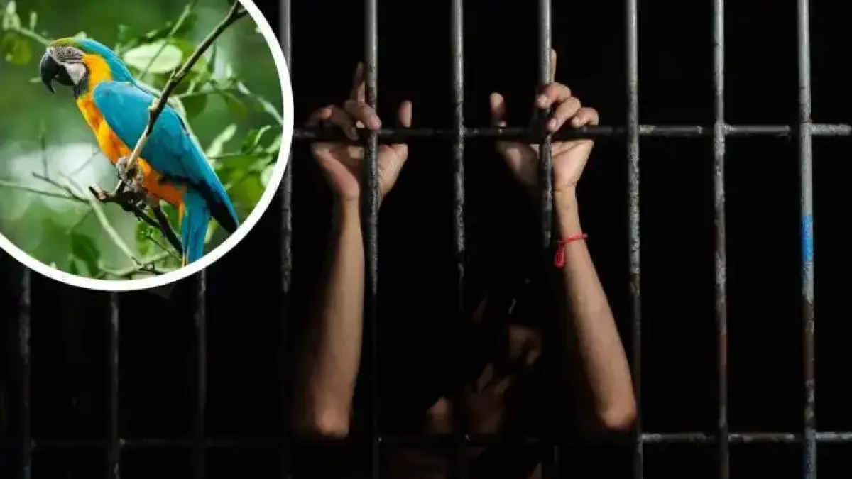 Папагалът Манго прати 15 души в затвора само като...