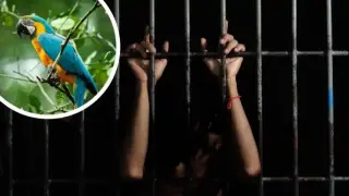 Папагалът Манго прати 15 души в затвора само като...
