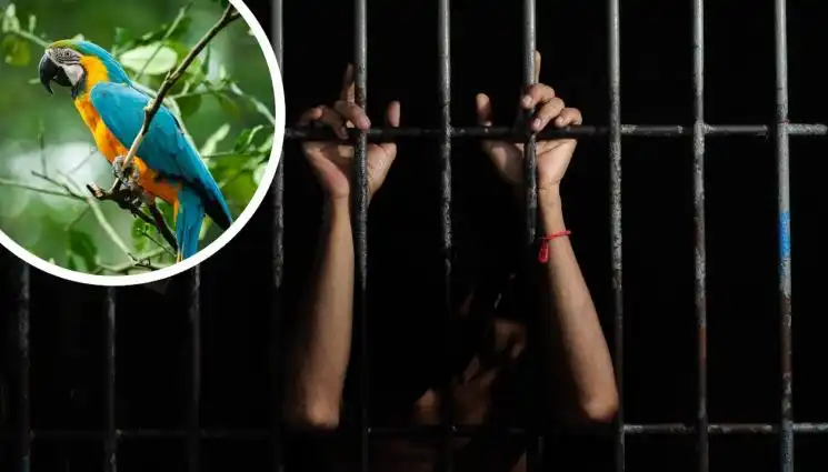 Папагалът Манго прати 15 души в затвора само като...