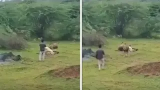 Турист се опита да прекъсне храненето на лъв, но веднага съжали Видео