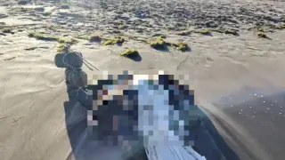 Зверство: Труп, увит в бял плат и вързан с камъни, изплува на плажа в Бургас Снимки 18+