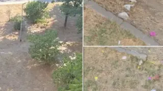 Слънцето залязва и градинките в наш град се превръщат в секс-зони на открито Видео