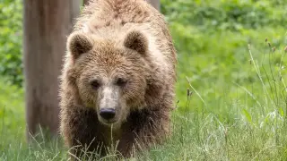 Мистерията с мечката в Карлово се заплита: Някой тайно...