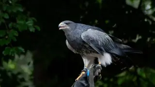 Грабливи птици осеяха небето край София