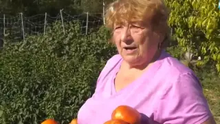 Започна сезонът на туршиите, а бабите в Северозапада се стягат за еврозимата Видео
