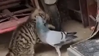 Вижте как котенце си играе с гълъб, с който е израснало Видео