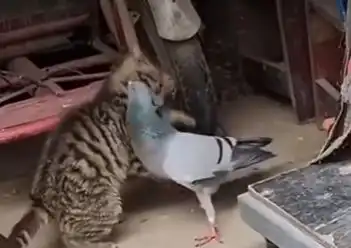 Вижте как котенце си играе с гълъб, с който е израснало Видео