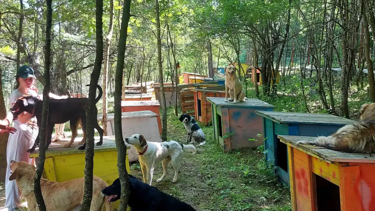 Бездомните животни с помощ от млади таланти