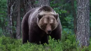Мечка завлече млад мъж в гората пред очите на авера му