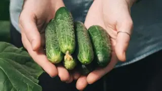 Ето какво ще се случи, ако ядете краставици всеки ден