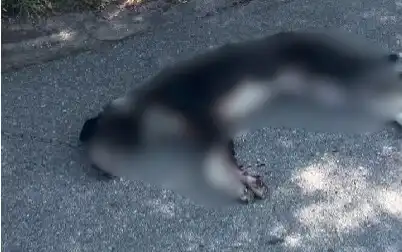Брутално зверство потресе страната, закопчаха 82-г. дядо Видео 18+