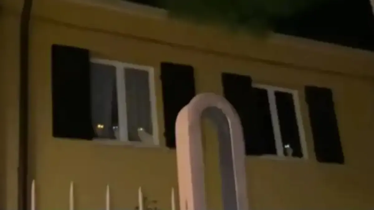 Собственик на седем котки се върнал у дома и видял нещо удивително Видео