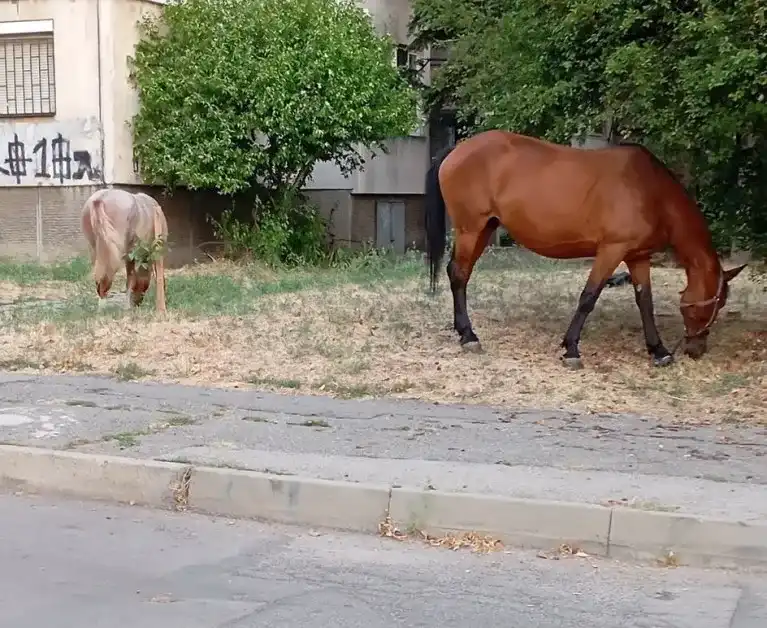 София ми е Тексас: Животни насред столицата, новата катастрофа е въпрос на време Снимки