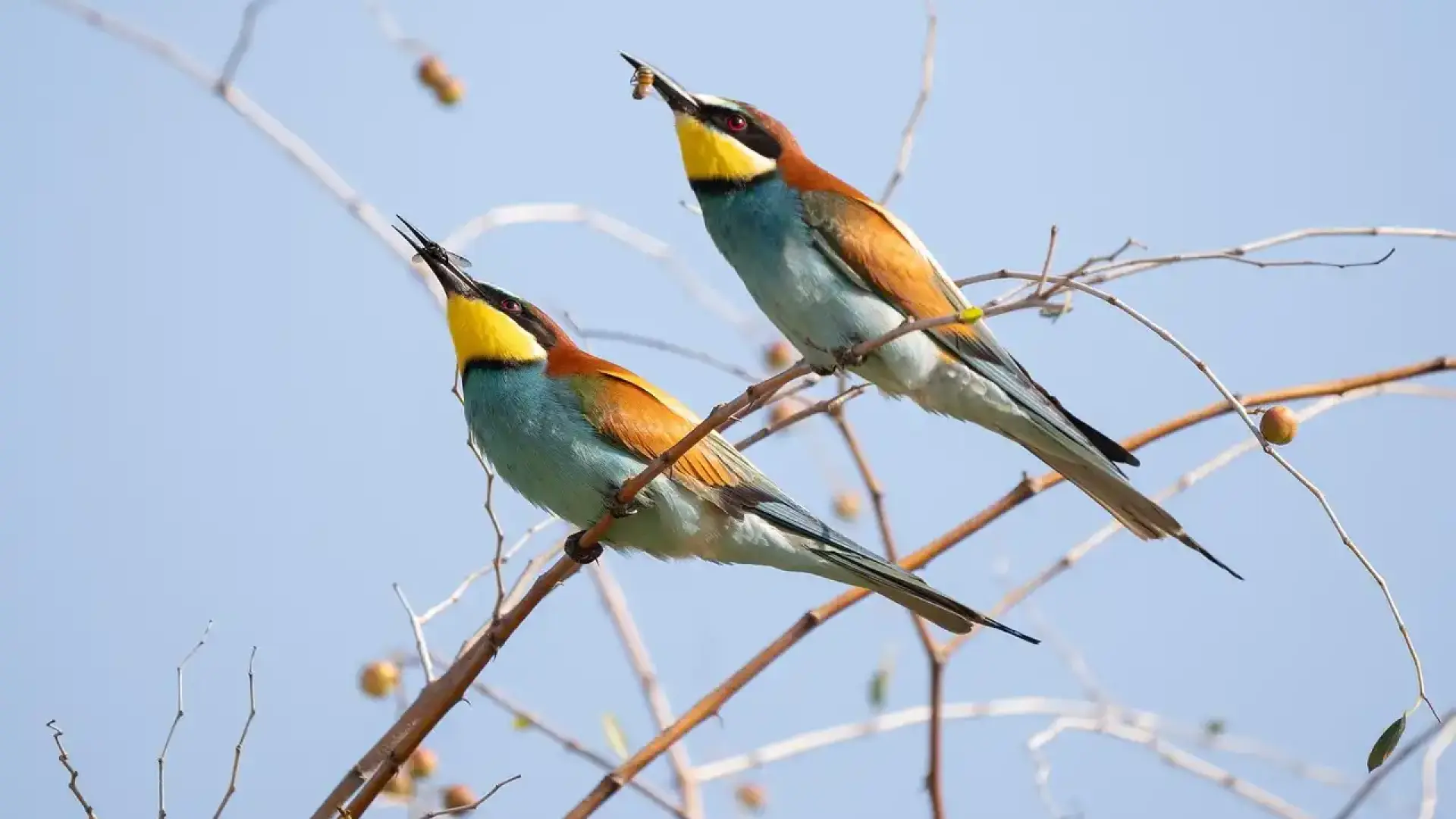 Ново откритие: Птиците пеят повече в градовете