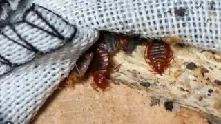 Ужасна напаст в София, налазиха...