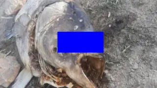 Гледки като от филм на ужасите в язовир Батак Снимки