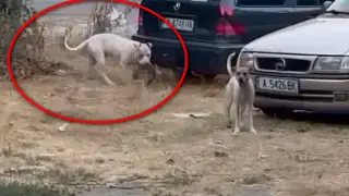 Питбул убива наред в Бургас, полицията на крак Видео 18+