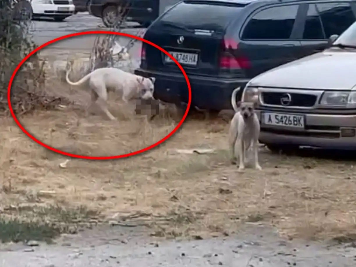 Питбул убива наред в Бургас, полицията на крак Видео 18+