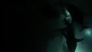 Тъмна акула нападна човек за първи път
