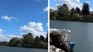Гигантско морско създание изплаши турист Видео