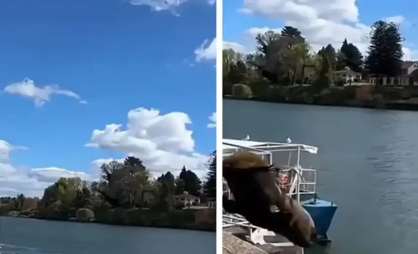 Гигантско морско създание изплаши турист Видео