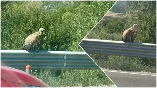 Природен феномен на пътя: Защо млад лешояд се появи край Кресна? Ето отговора на експертите