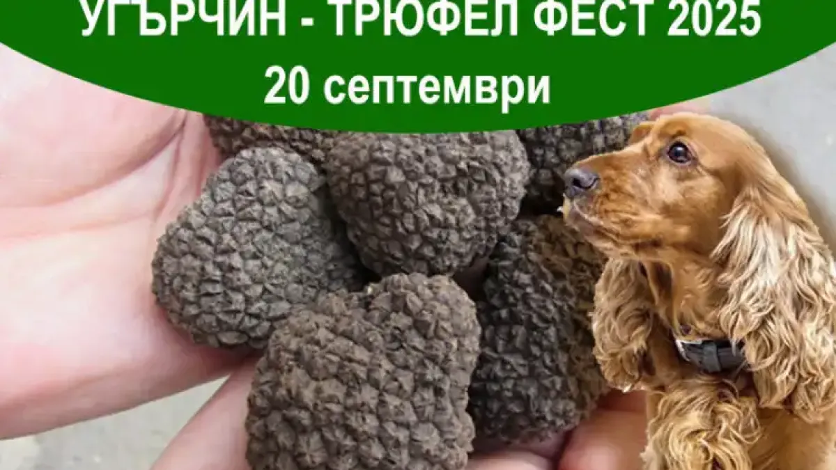 Угърчин -Трюфел фест 2025 ще бъде на 20 септември! Вижте кои ще участват в него тази година…