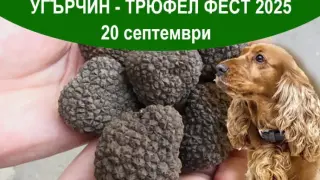Угърчин -Трюфел фест 2025 ще бъде на 20 септември! Вижте кои ще участват в него тази година…