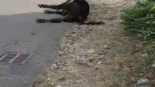"Възрожденци": Смрад навсякъде! Бруцелозните крави ги пратиха за луканки, ама умряло теле няма кой да вдигне! Снимки