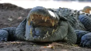 Това е най-опасното животно на света, живее и у нас