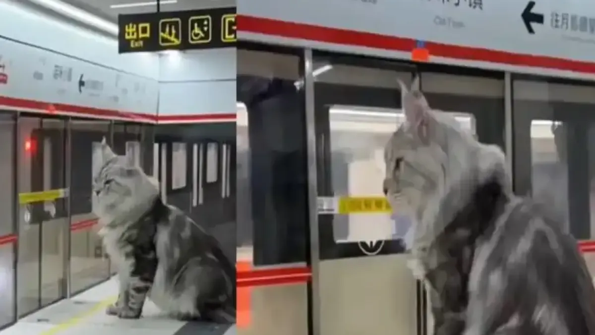 Уникално: Мъж построи работеща метростанция за котката си Видео