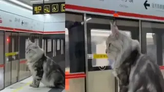 Уникално: Мъж построи работеща метростанция за котката си Видео