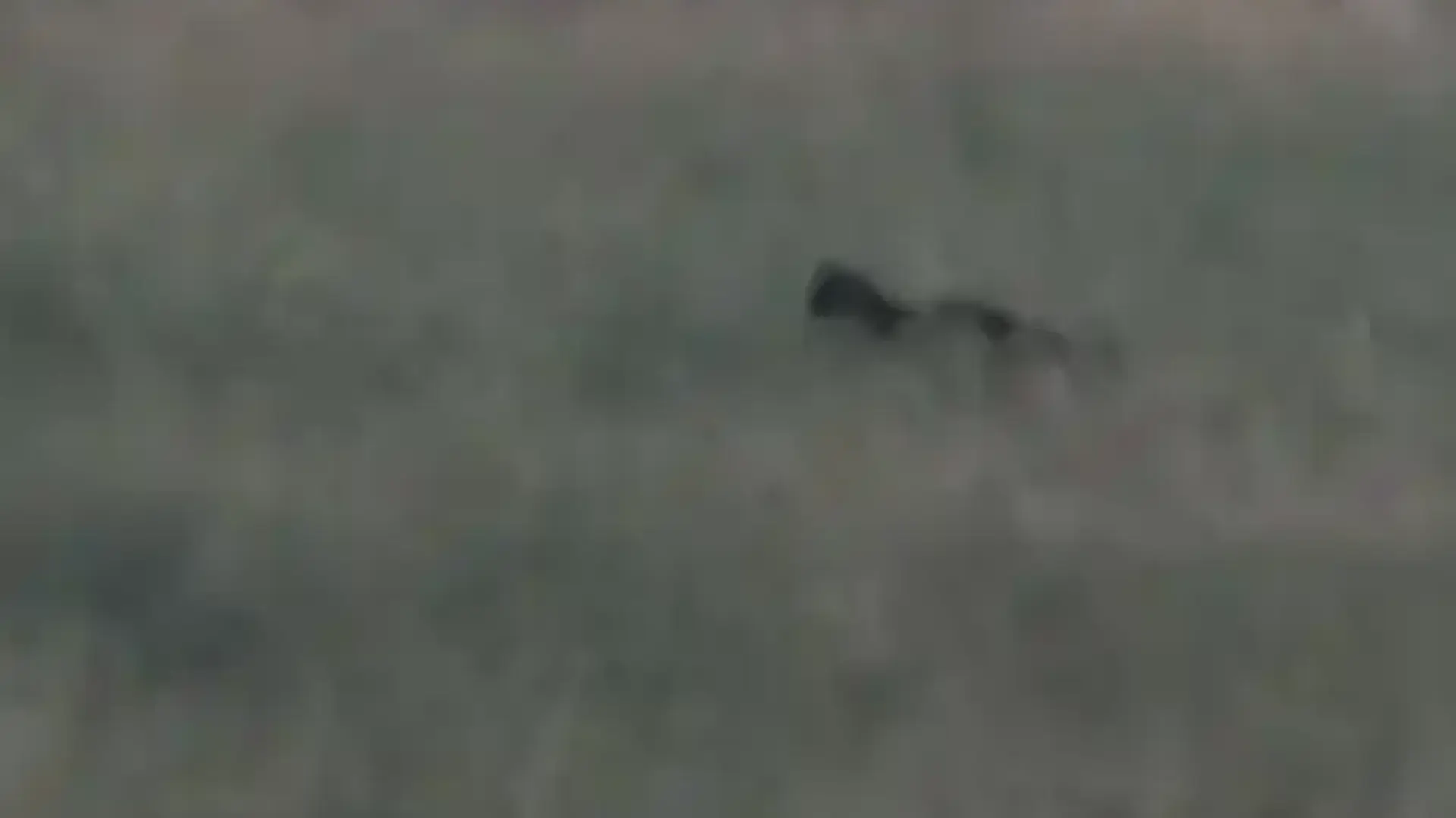 Мъжът, заснел черния леопард в Дупнишко, с любопитни разкрития за звяра