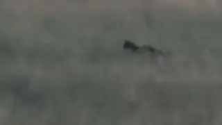 Мъжът, заснел черния леопард в Дупнишко, с любопитни разкрития за звяра