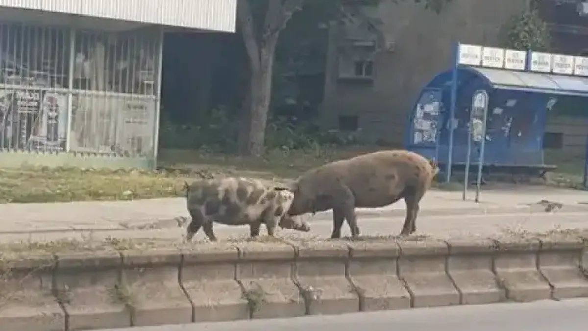 Русенци гледат и не вярват на очите си! Що за абсурд е това Снимки
