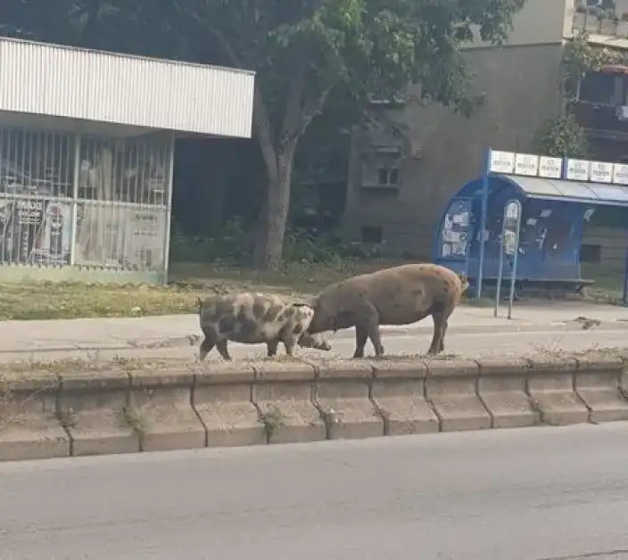 Русенци гледат и не вярват на очите си! Що за абсурд е това Снимки