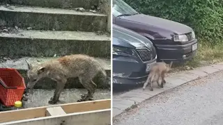 Нашествие от лисици държи на нокти столичен квартал, вече са убили...