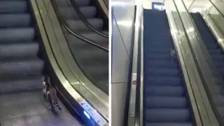 Котка си спретна кардио тренировка на ескалатор Видео