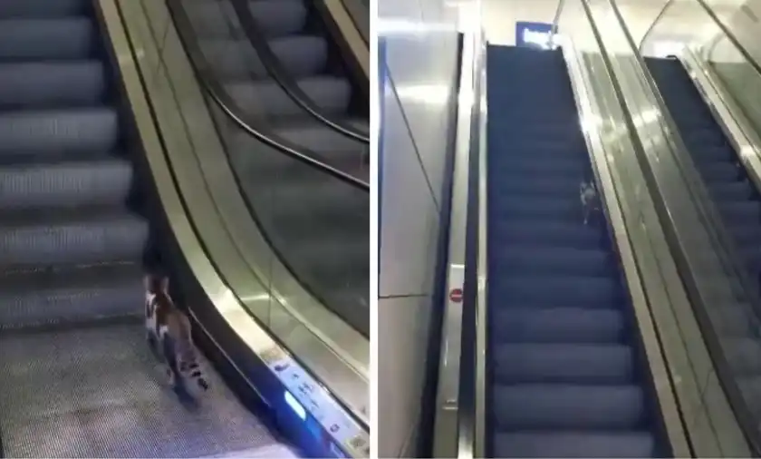 Котка си спретна кардио тренировка на ескалатор Видео