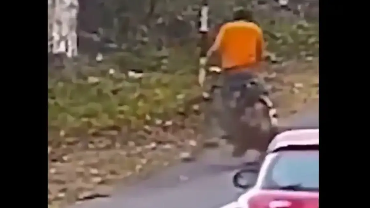 Хищен звяр нападна велосипедист на пътя Видео