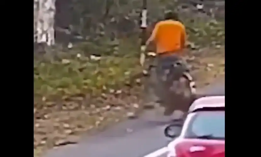 Хищен звяр нападна велосипедист на пътя Видео