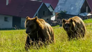 Бай, бабо, да не те срещне мечка