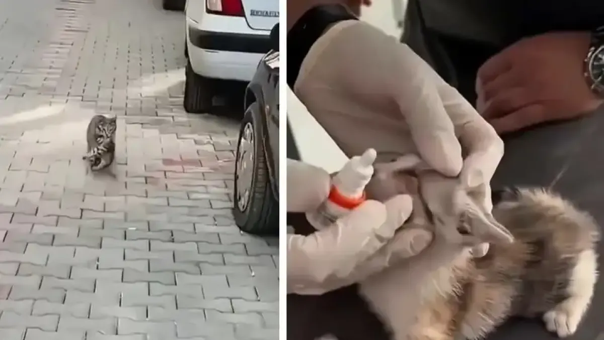 Котка донесе болно котенце в клиника Видео
