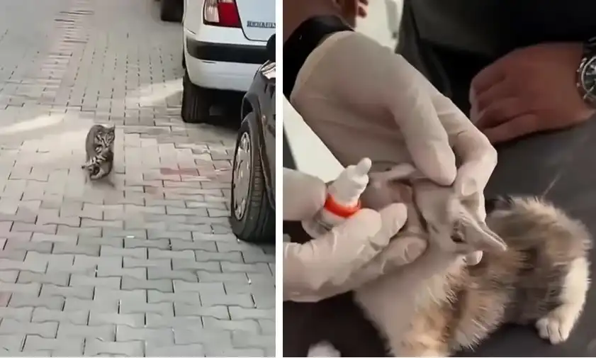 Котка донесе болно котенце в клиника Видео